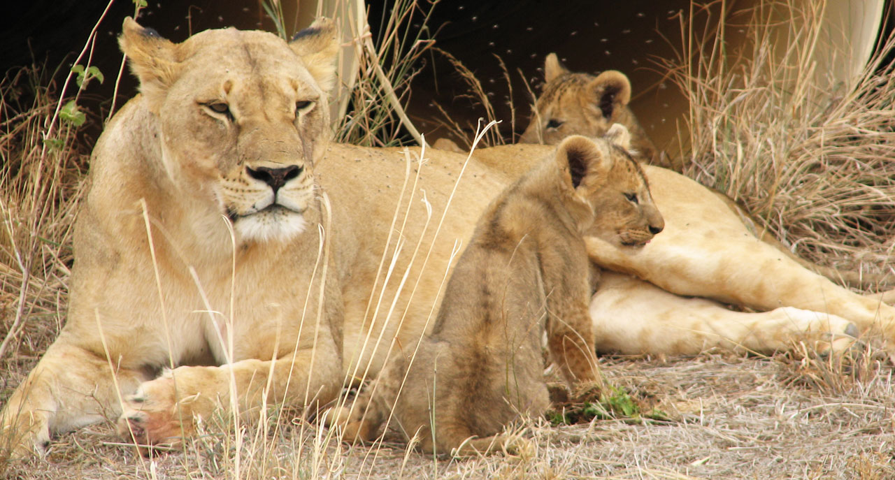 Löwenmutter mit 2 Jungen