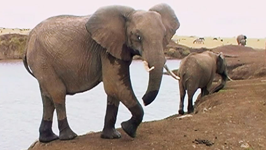 Elefant mit fehlender Rüsselspitze
